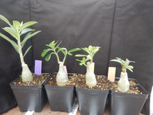 Load image into Gallery viewer, 318 Adenium Obesum Grafted Plant Desert Rose Plant *USA Seller*