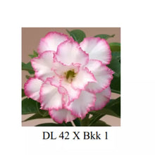 Load image into Gallery viewer, DL42 X BKK1 Adenium Obesum Grafted Plant Desert Rose Plant *USA Seller*