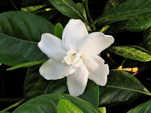 Load image into Gallery viewer, DOUBLE Tahitian Gardenia Taitensis Jasminoides Plant~Intensely Fragrant Flower