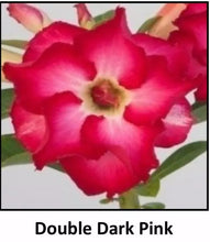 Load image into Gallery viewer, "DOUBLE DARK PINK" Adenium Obesum Grafted Plant Desert Rose Plant *USA Grown*