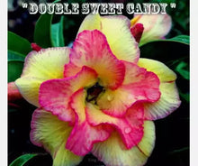 Load image into Gallery viewer, DOUBLE SWEET CANDY Desert Rose Adenium Obesum SMALL Rooted Seedling Plant