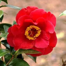 Load image into Gallery viewer, **DR. JC RAULSTON**Camellia Japonica--Live STARTER Plant--RARE RED VAREITY!