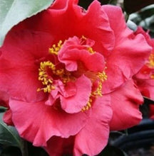 Load image into Gallery viewer, **DR. JC RAULSTON**Camellia Japonica--Live STARTER Plant--RARE RED VAREITY!