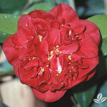 Load image into Gallery viewer, **DR. JC RAULSTON**Camellia Japonica--Live STARTER Plant--RARE RED VAREITY!