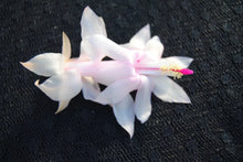 Load image into Gallery viewer, December Wedding-Christmas Cactus/Thanksgiving Cactus Schlumbergera Truncata Rooted STARTER Plant