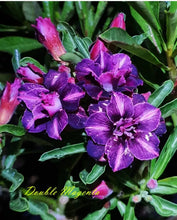 Load image into Gallery viewer, Double Magenta Desert Rose Adenium Obesum SMALL Rooted Seedling Plant