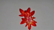 Load image into Gallery viewer, Dragon Fly Christmas Cactus/Thanksgiving Cactus SchlumbergeraTruncata Rooted STARTER Plant