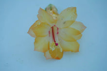 Load image into Gallery viewer, Dutch Sun Christmas Cactus/Thanksgiving Cactus Schlumbergera Truncata Rooted STARTER Plant