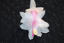 Load image into Gallery viewer, Dutch Trash Christmas Cactus/Thanksgiving Cactus SchlumbergeraTruncata Rooted STARTER Plant