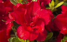 Load image into Gallery viewer, ENCORE AUTUMN BONFIRE~~Azalea Deciduous Well Rooted Starter Plant~~BLOOD RED!