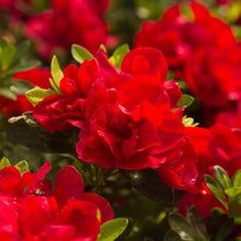 Load image into Gallery viewer, ENCORE AUTUMN BONFIRE~~Azalea Deciduous Well Rooted Starter Plant~~BLOOD RED!