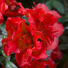Load image into Gallery viewer, ENCORE AUTUMN FIRE~~Azalea Deciduous Well Rooted Starter Plant~~DEEPEST RED!