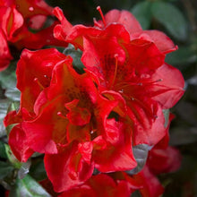 Load image into Gallery viewer, ENCORE AUTUMN FIRE~~Azalea Deciduous Well Rooted Starter Plant~~DEEPEST RED!