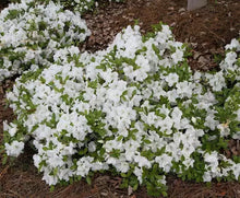 Load image into Gallery viewer, ENCORE AUTUMN MOONLIGHT~~Azalea Deciduous Well Rooted STARTER Plant