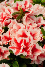 Load image into Gallery viewer, ENCORE AUTUMN STARBURST~~Azalea Deciduous Well Rooted Starter Plant