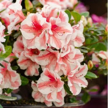 Load image into Gallery viewer, ENCORE AUTUMN STARBURST~~Azalea Deciduous Well Rooted Starter Plant