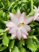 Load image into Gallery viewer, 4" EPRIC STAR-Christmas Cactus/Thanksgiving Cactus-SchlumbergeraTruncata Rooted STARTER Plant