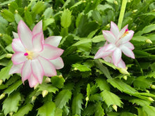 Load image into Gallery viewer, 4" EPRIC STAR-Christmas Cactus/Thanksgiving Cactus-SchlumbergeraTruncata Rooted STARTER Plant