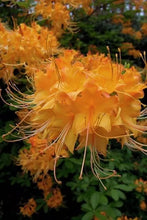 Load image into Gallery viewer, ESCATAWPA~~Aromi Azalea/Rhododendron Deciduous SMALL Starter Plant