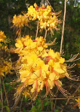 Load image into Gallery viewer, ESCATAWPA~~Aromi Azalea/Rhododendron Deciduous SMALL Starter Plant