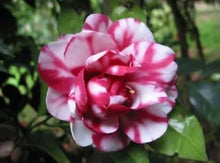 Load image into Gallery viewer, Emmett Pfingsti~~Unique Bloom**Camellia Japonica-Live Starter Plant