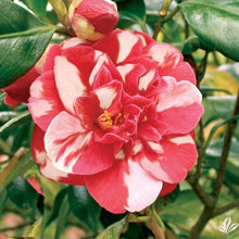 Load image into Gallery viewer, Emmett Pfingsti~~Unique Bloom**Camellia Japonica-Live Starter Plant
