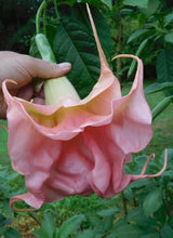 Load image into Gallery viewer, Evelynn~~Angels Trumpet Brugmansia Tropical Plant~~Well Rooted STARTER Plant