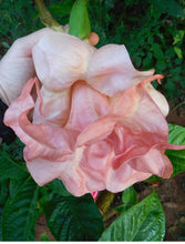 Load image into Gallery viewer, Evelynn~~Angels Trumpet Brugmansia Tropical Plant~~Well Rooted STARTER Plant