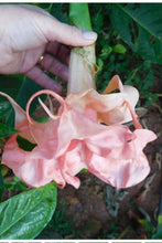 Load image into Gallery viewer, Evelynn~~Angels Trumpet Brugmansia Tropical Plant~~Well Rooted STARTER Plant