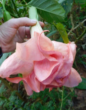 Load image into Gallery viewer, Evelynn~~Angels Trumpet Brugmansia Tropical Plant~~Well Rooted STARTER Plant