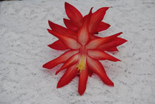 Load image into Gallery viewer, 4" Exotic Dancer Cactus/Thanksgiving Cactus Schlumbergera Truncata Rooted STARTER Pant