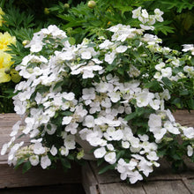 Load image into Gallery viewer, ~~FAIRYTRAIL BRIDE~~Hydrangea Starter Plant~~PURE WHITE WITH HINT OF LIME~~