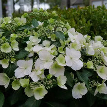 Load image into Gallery viewer, ~~FAIRYTRAIL BRIDE~~Hydrangea Starter Plant~~PURE WHITE WITH HINT OF LIME~~