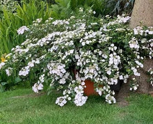 Load image into Gallery viewer, ~~FAIRYTRAIL BRIDE~~Hydrangea Starter Plant~~PURE WHITE WITH HINT OF LIME~~
