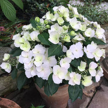 Load image into Gallery viewer, ~~FAIRYTRAIL BRIDE~~Hydrangea Starter Plant~~PURE WHITE WITH HINT OF LIME~~