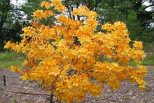 Load image into Gallery viewer, FANTASTIQUE Aromi Azalea Rhododendron Deciduous SMALL Starter Plant DORMANT!