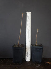 Load image into Gallery viewer, FANTASTIQUE Aromi Azalea Rhododendron Deciduous SMALL Starter Plant DORMANT!
