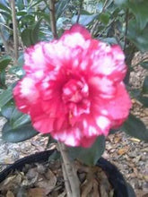 Load image into Gallery viewer, **FASHIONATA VARIGATED **Unique Bloom**Camellia Japonica-Live Starter Plant