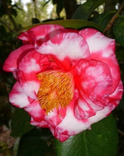 Load image into Gallery viewer, **FASHIONATA VARIGATED **Unique Bloom**Camellia Japonica-Live Starter Plant