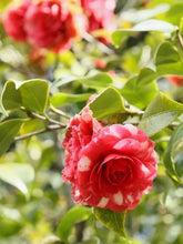 Load image into Gallery viewer, **FASHIONATA VARIGATED **Unique Bloom**Camellia Japonica-Live Starter Plant