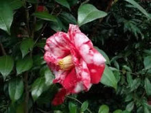 Load image into Gallery viewer, **FASHIONATA VARIGATED **Unique Bloom**Camellia Japonica-Live Starter Plant