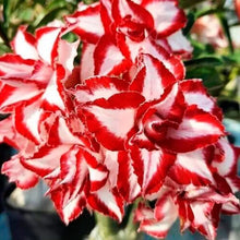 Load image into Gallery viewer, FERRARI Adenium Obesum Grafted Desert Rose Plant