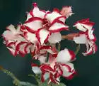 Load image into Gallery viewer, FERRARI Adenium Obesum Grafted Desert Rose Plant