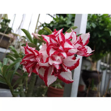 Load image into Gallery viewer, FERRARI Adenium Obesum Grafted Desert Rose Plant