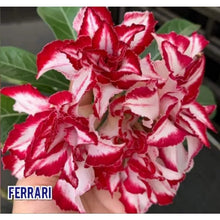 Load image into Gallery viewer, FERRARI Adenium Obesum Grafted Desert Rose Plant