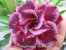 Load image into Gallery viewer, FIGHTING FISHTAIL Adenium Obesum Grafted Desert Rose Plant