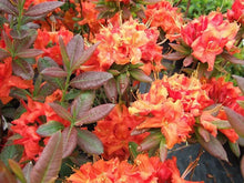 Load image into Gallery viewer, FIREBALL~~Azalea Rhododendron~Well Rooted STARTER Plant!