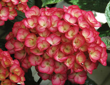 Load image into Gallery viewer, **FIREFLY**Hydrangea Starter Plant**USA SELLER**