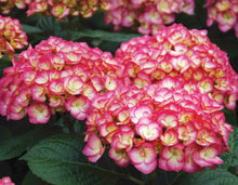 Load image into Gallery viewer, **FIREFLY**Hydrangea Starter Plant**USA SELLER**