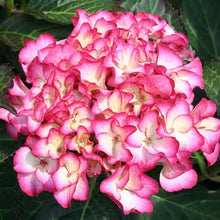 Load image into Gallery viewer, **FIREFLY**Hydrangea Starter Plant**USA SELLER**